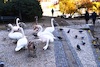 Cartoon: Geheimes Treffen (small) by Zlatko Iv tagged animal,freedom,love,lucky,fly,europe,alice,wonderland,kinder,danke,circus,kunst,mistery,esoteria,magic,cat,hertz,stern,king,neu,mouse,merz,poster